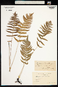 Image of Thelypteris palustris