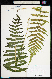 Image of Thelypteris reducta