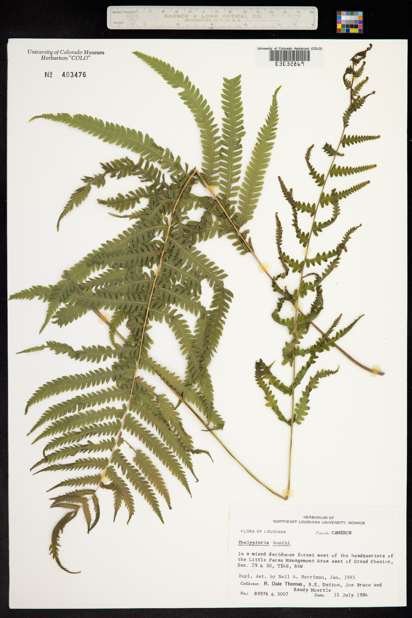 Thelypteris kunthii image