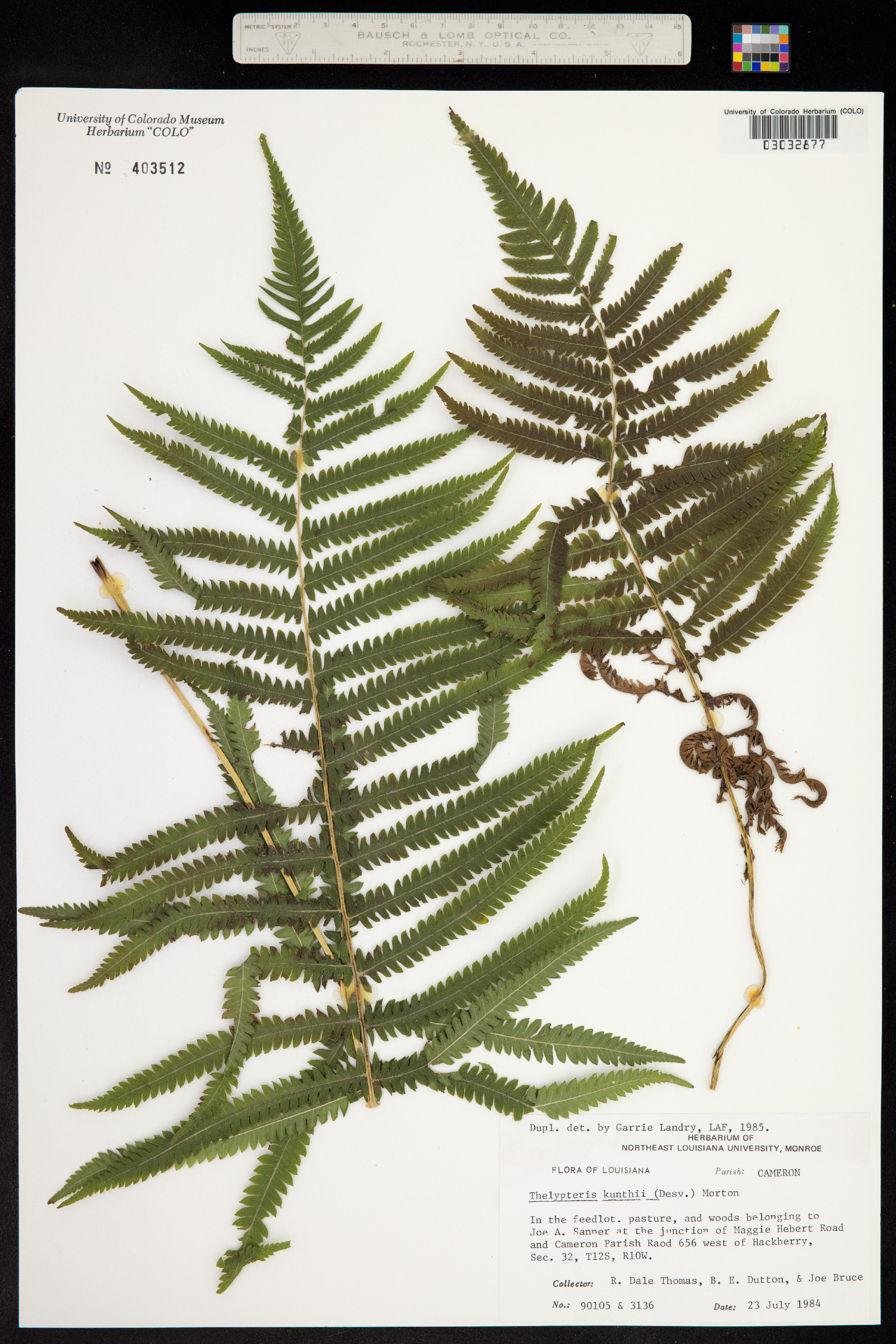 Thelypteris kunthii image