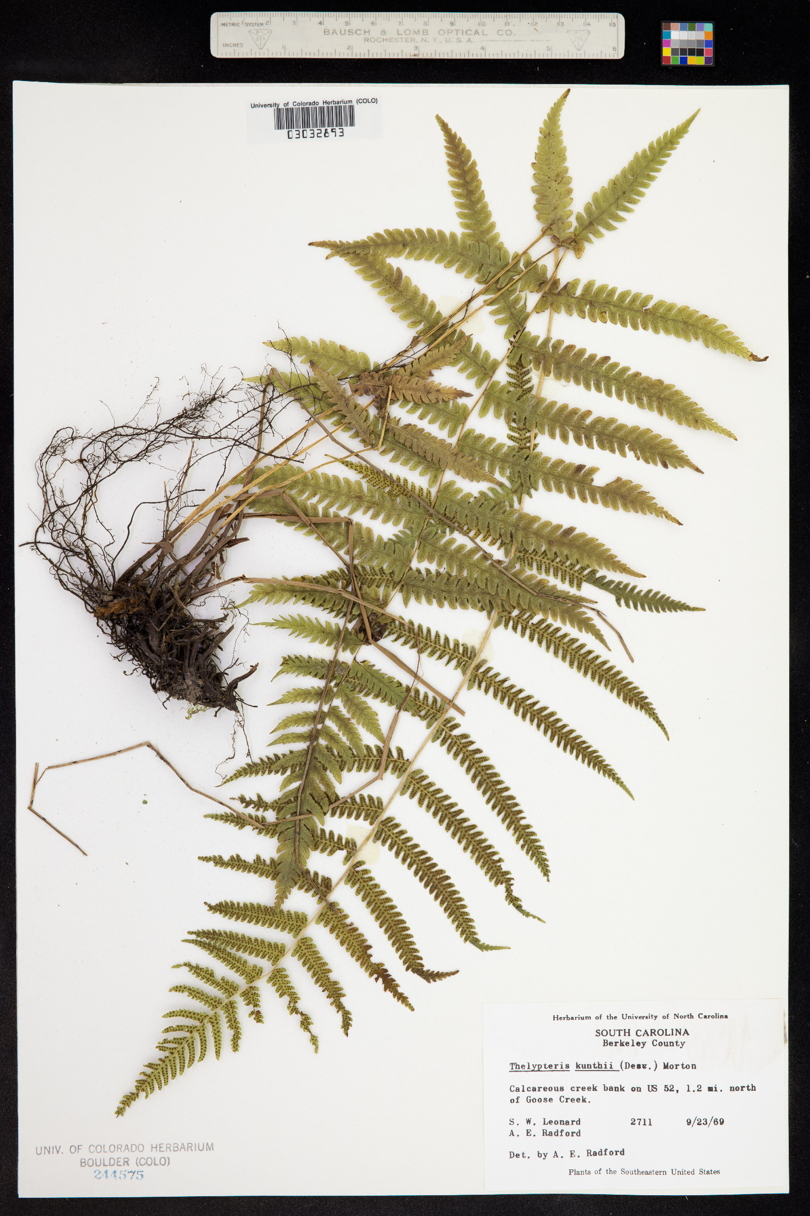 Thelypteris kunthii image