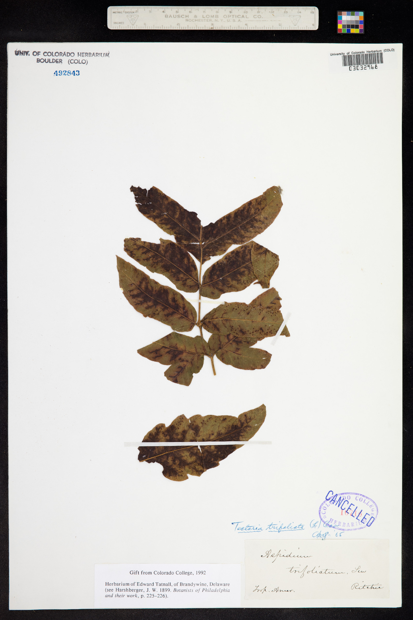 Tectaria trifoliata image