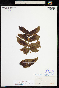 Image of Tectaria trifoliata