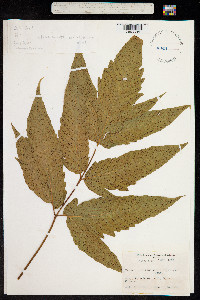 Image of Tectaria incisa