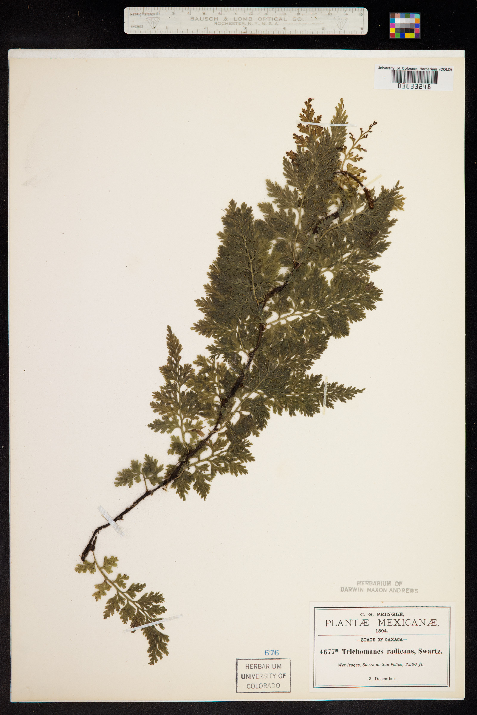 Hymenophyllaceae image