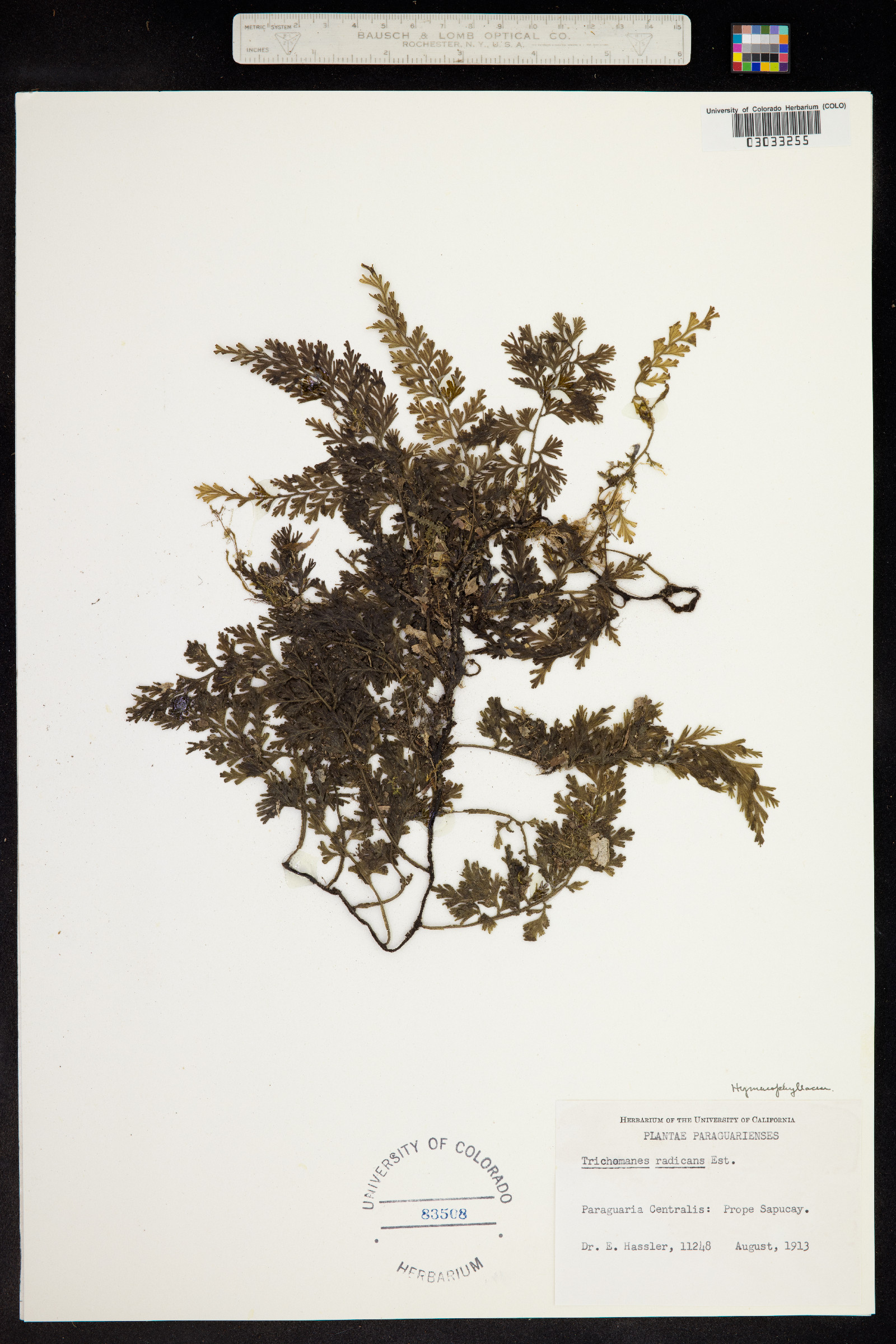 Vandenboschia radicans image