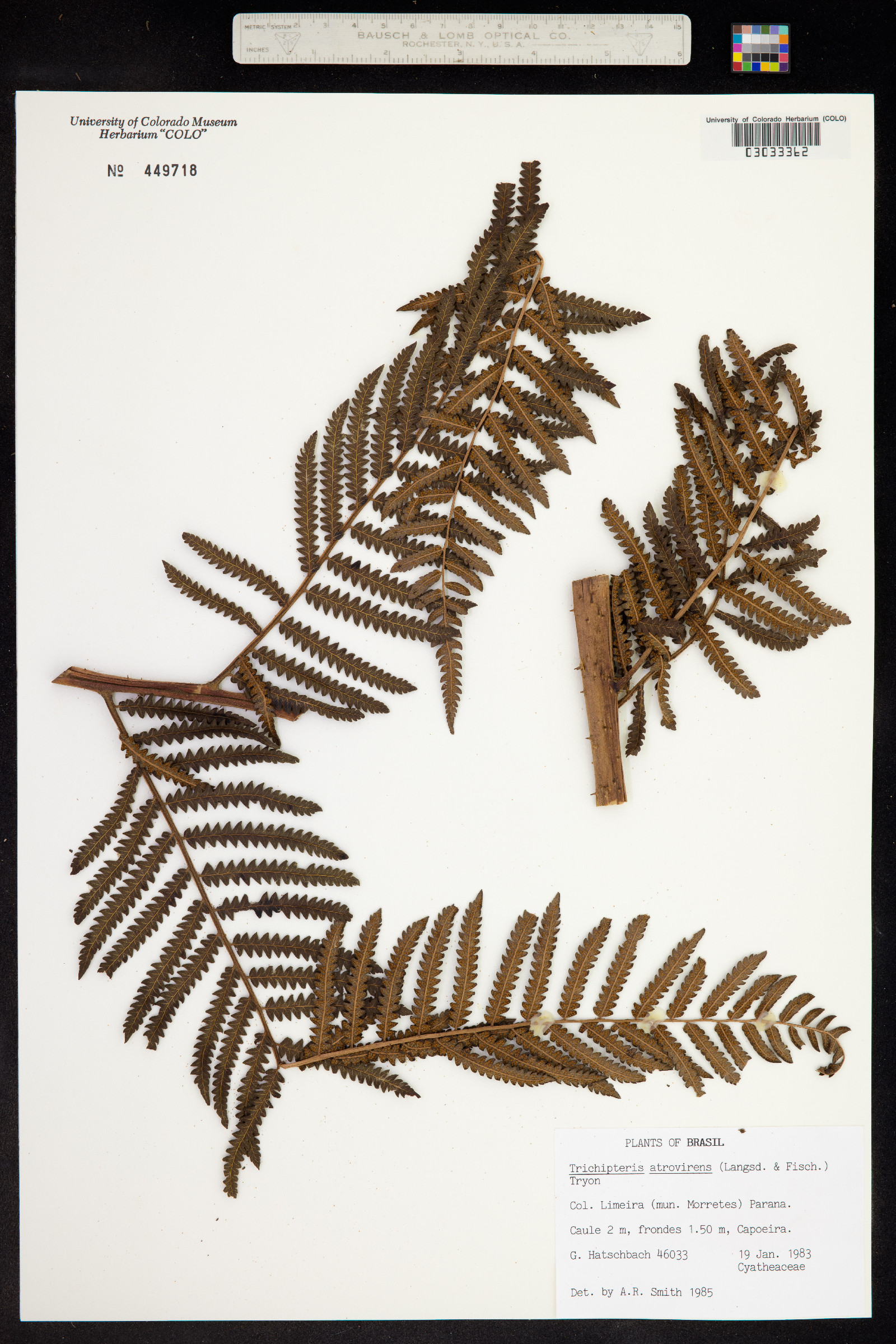 Cyathea atrovirens image