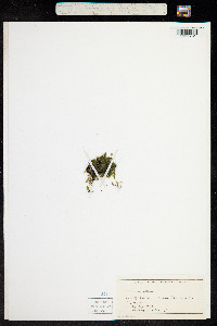 Image of Didymoglossum petersii
