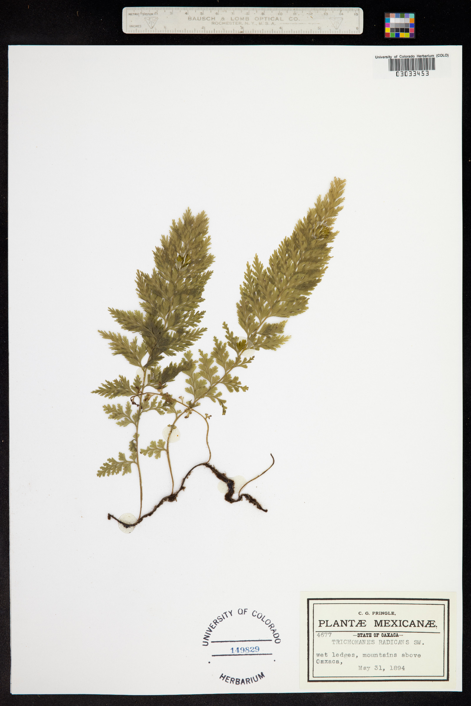 Vandenboschia radicans image
