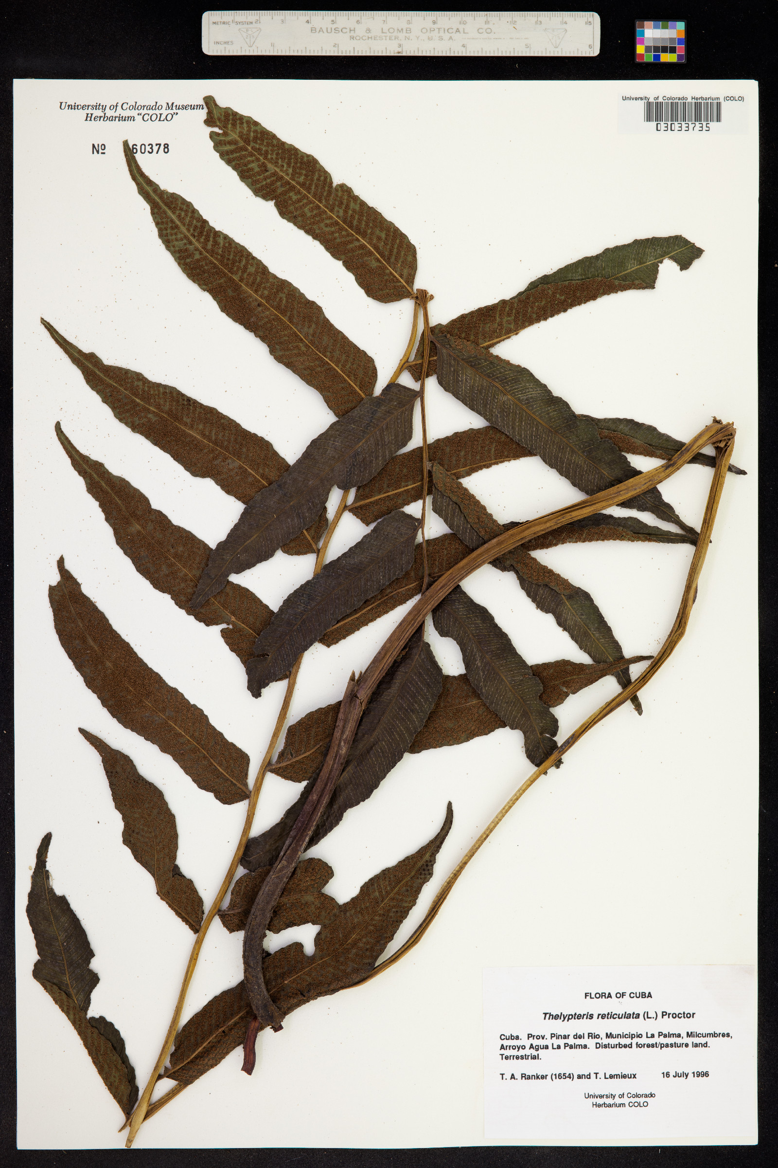 Thelypteris reticulata image