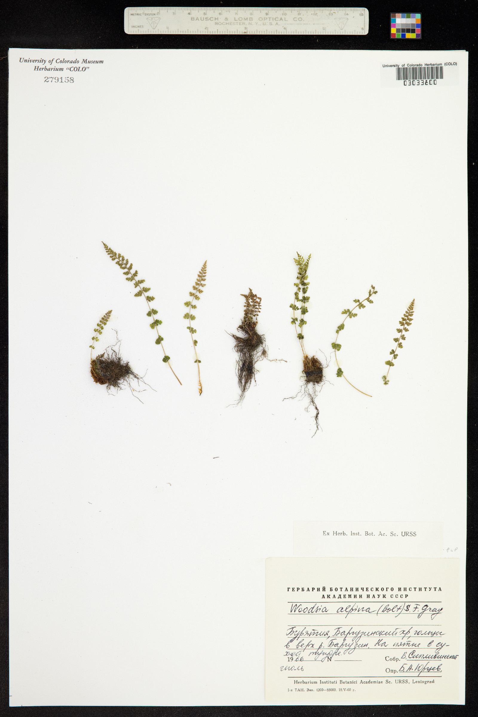 Woodsia alpina image