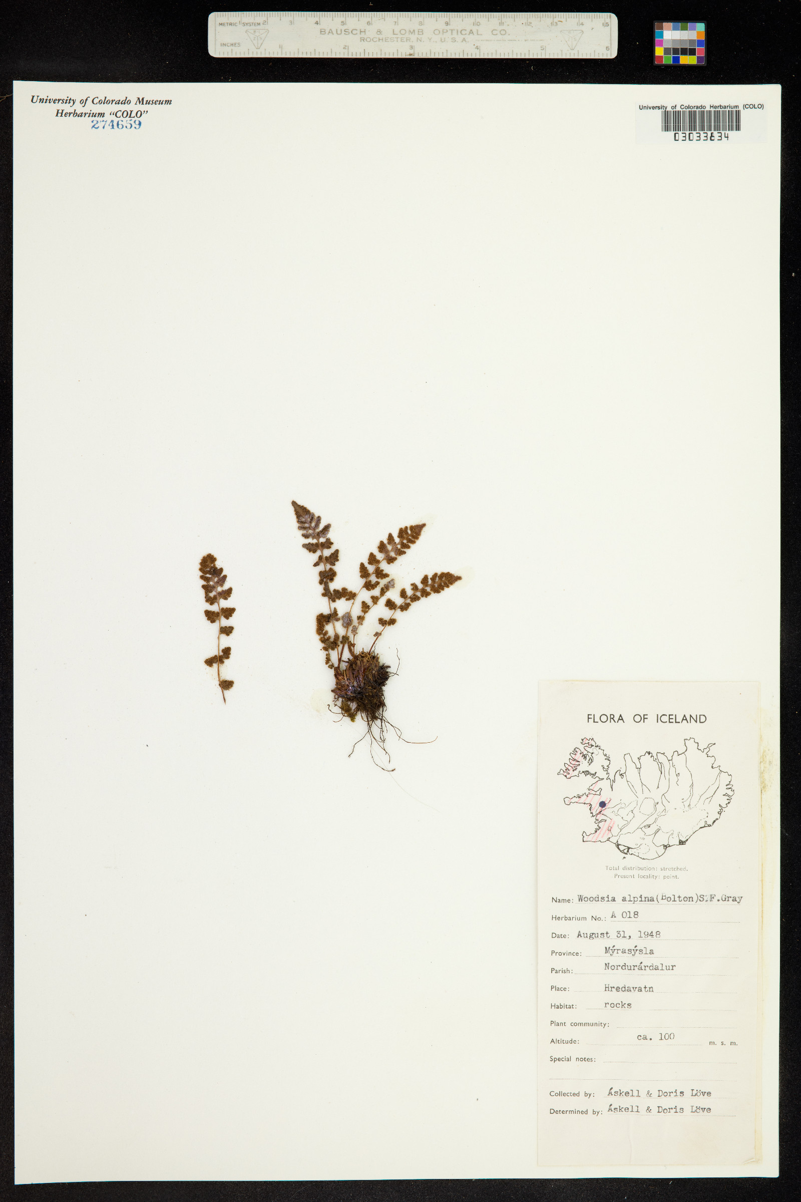 Woodsia alpina image