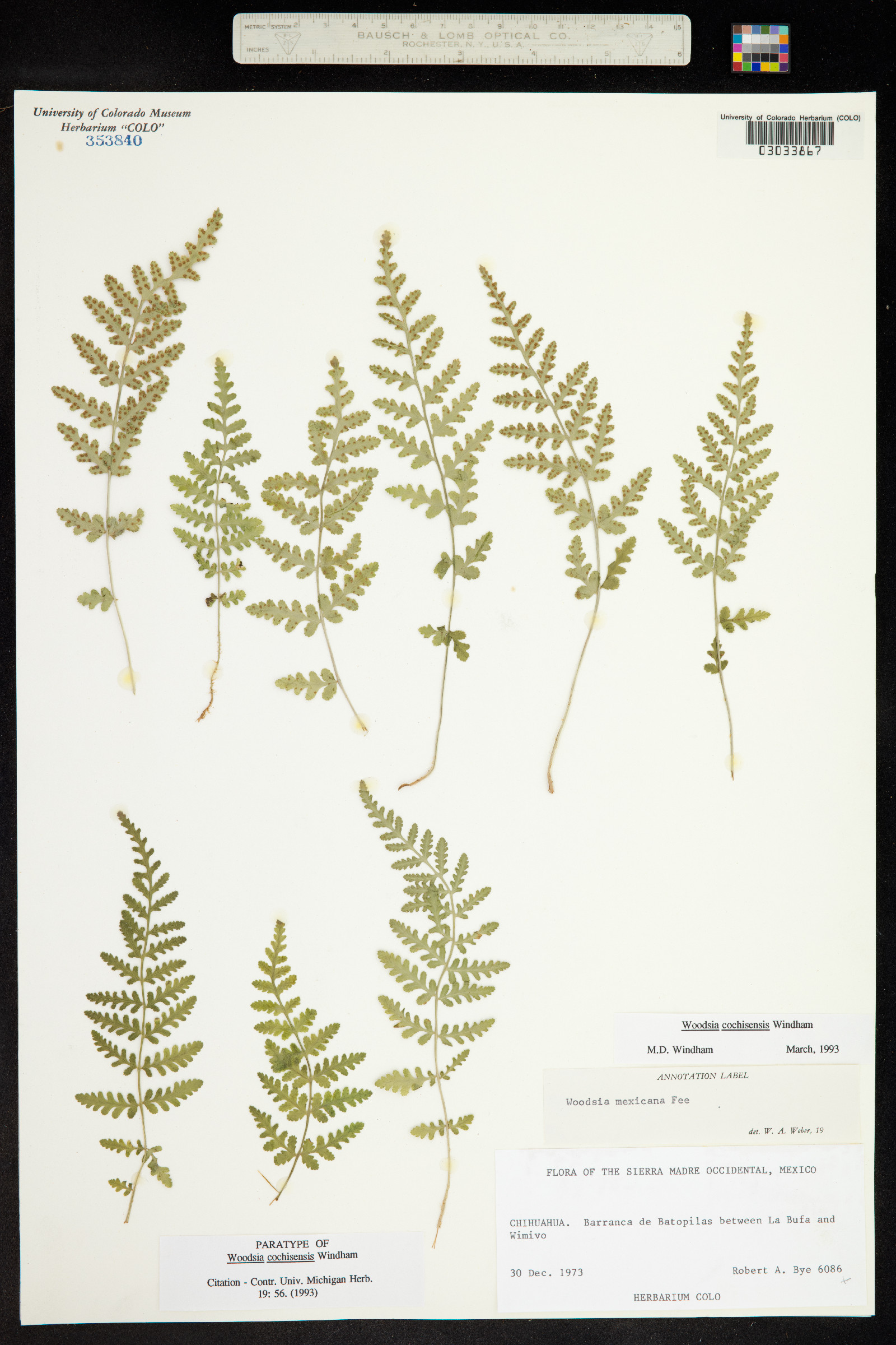 Woodsia cochisensis image