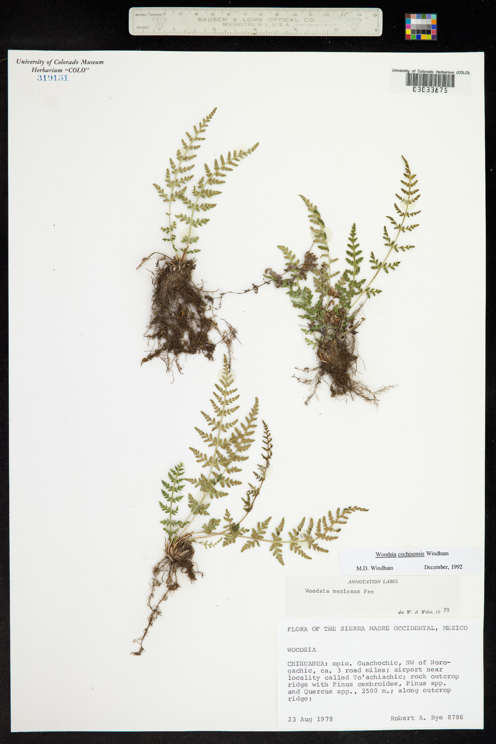 Woodsia cochisensis image