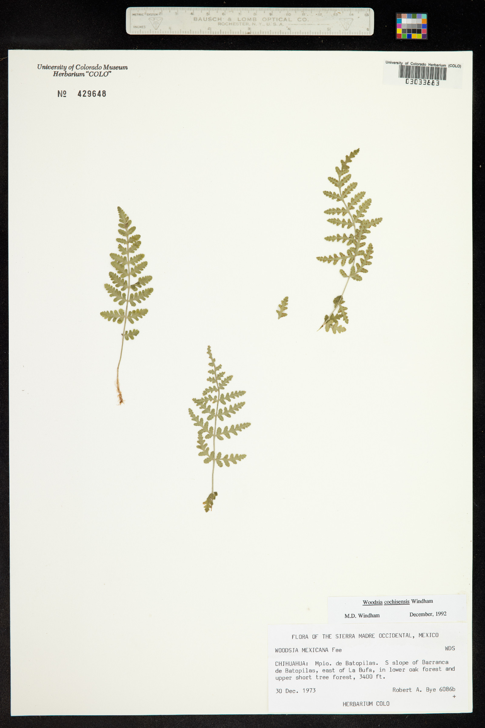 Woodsia cochisensis image