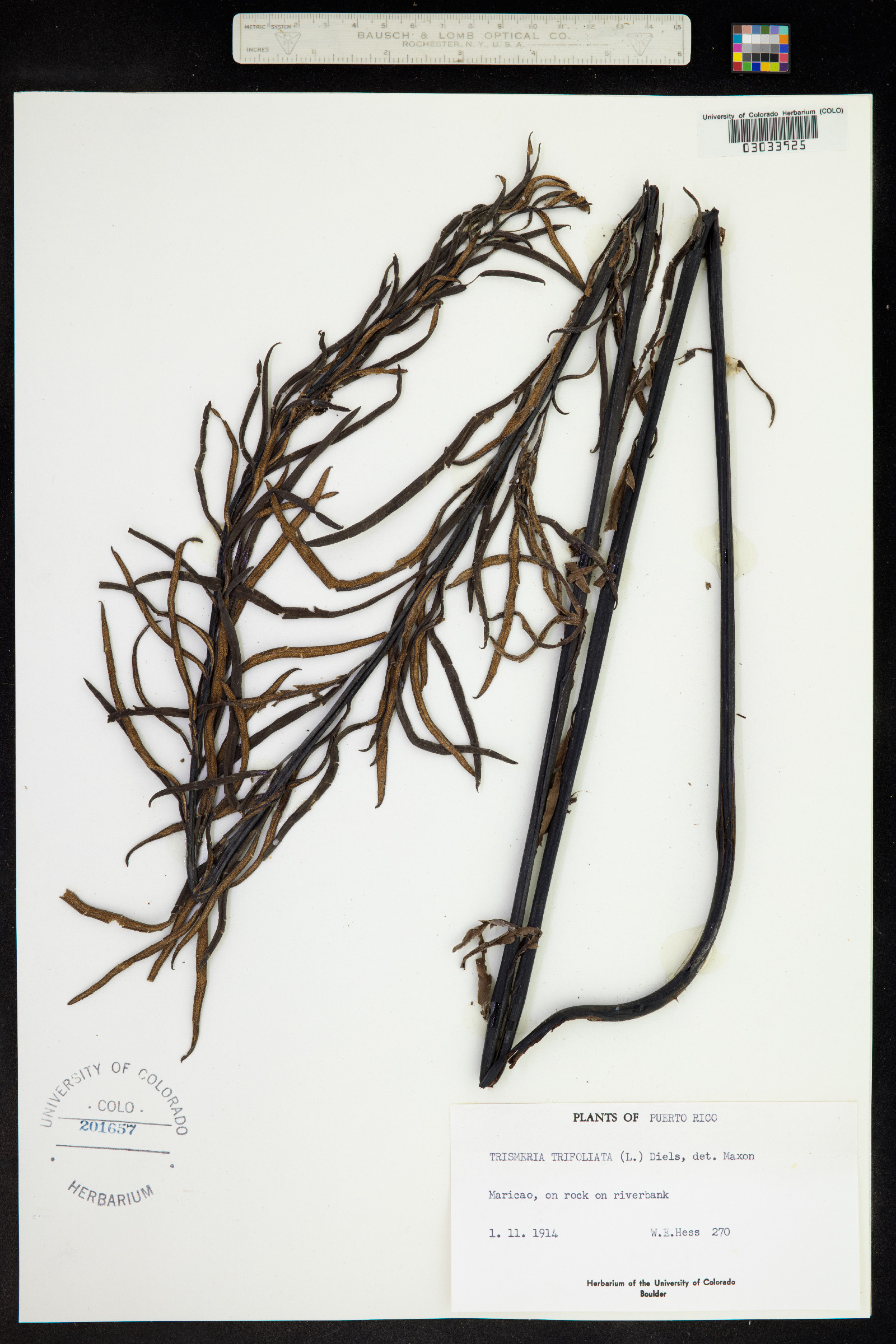 Pityrogramma trifoliata image