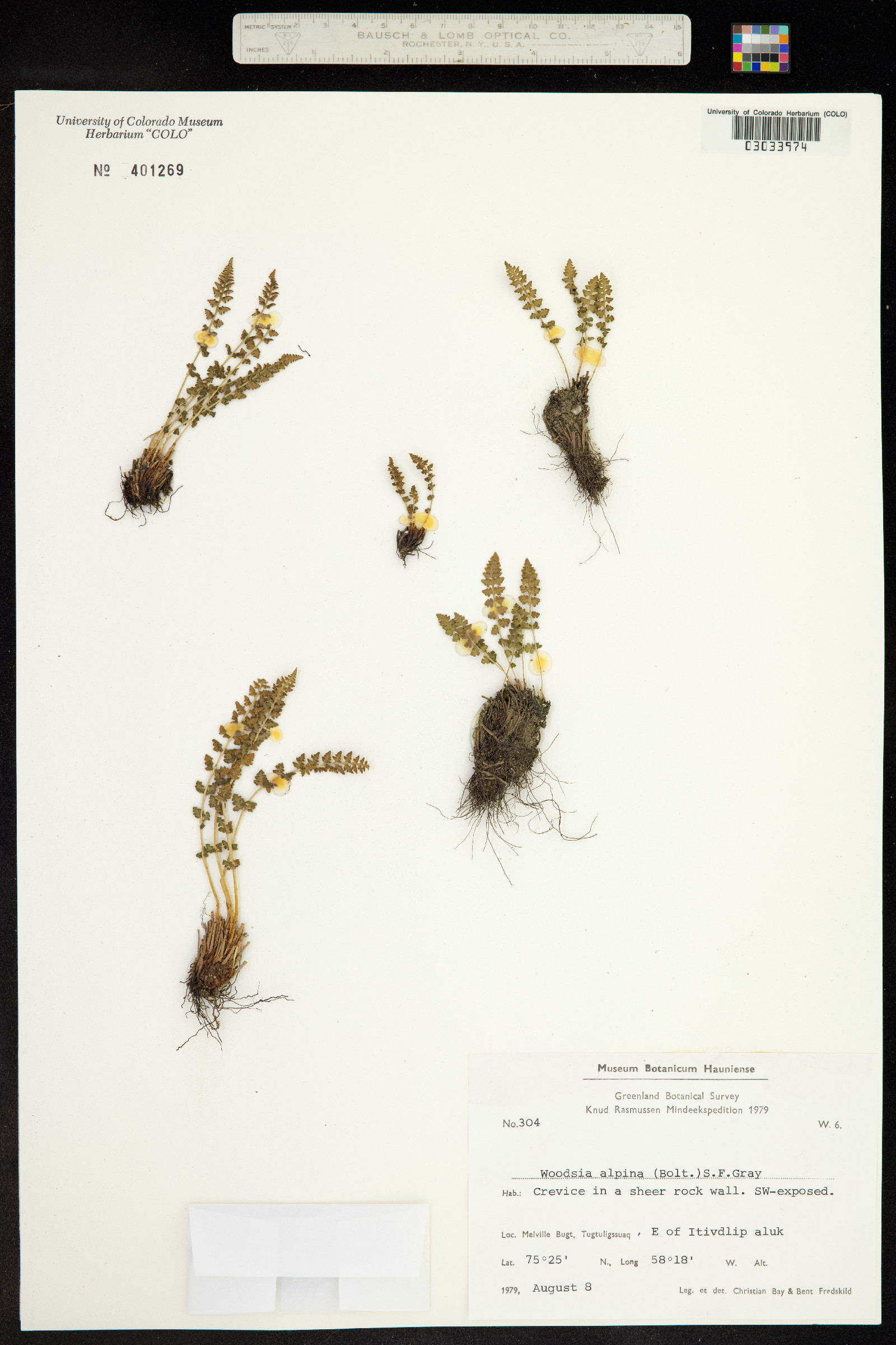 Woodsia alpina image