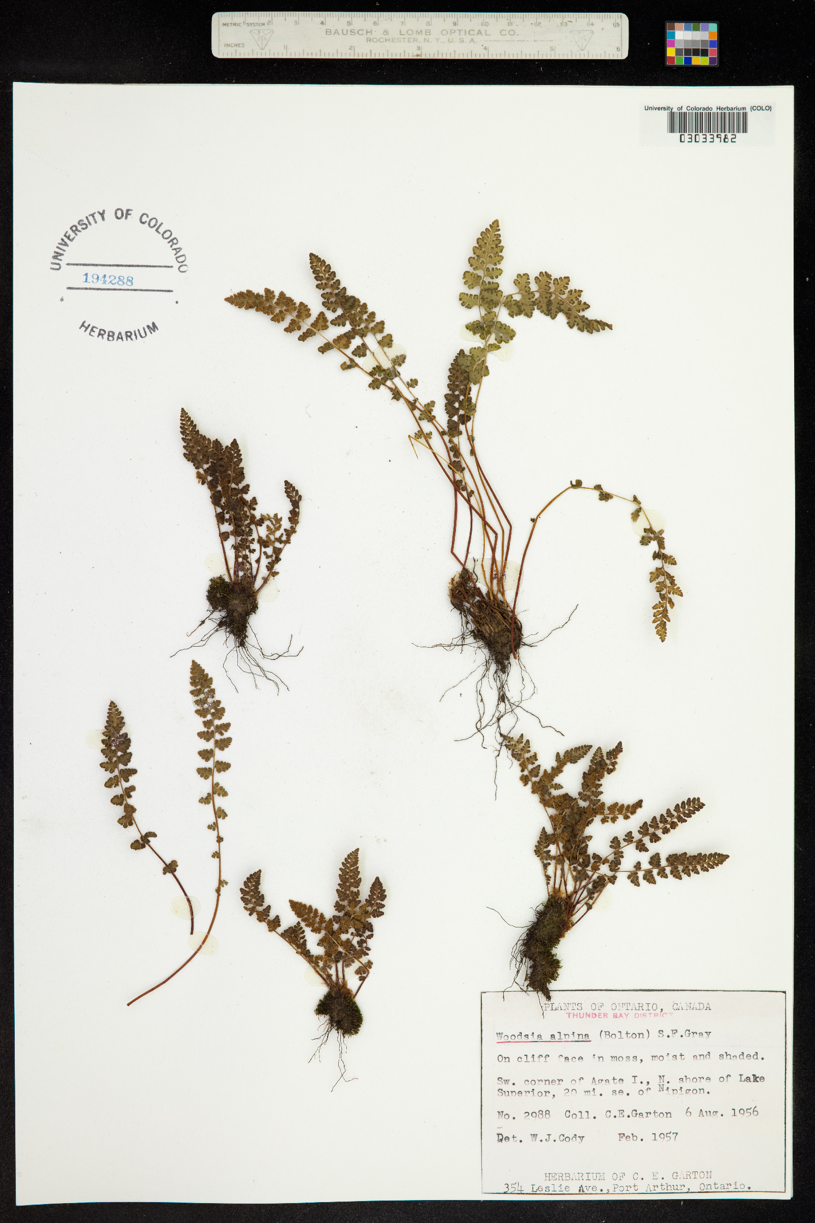 Woodsia alpina image