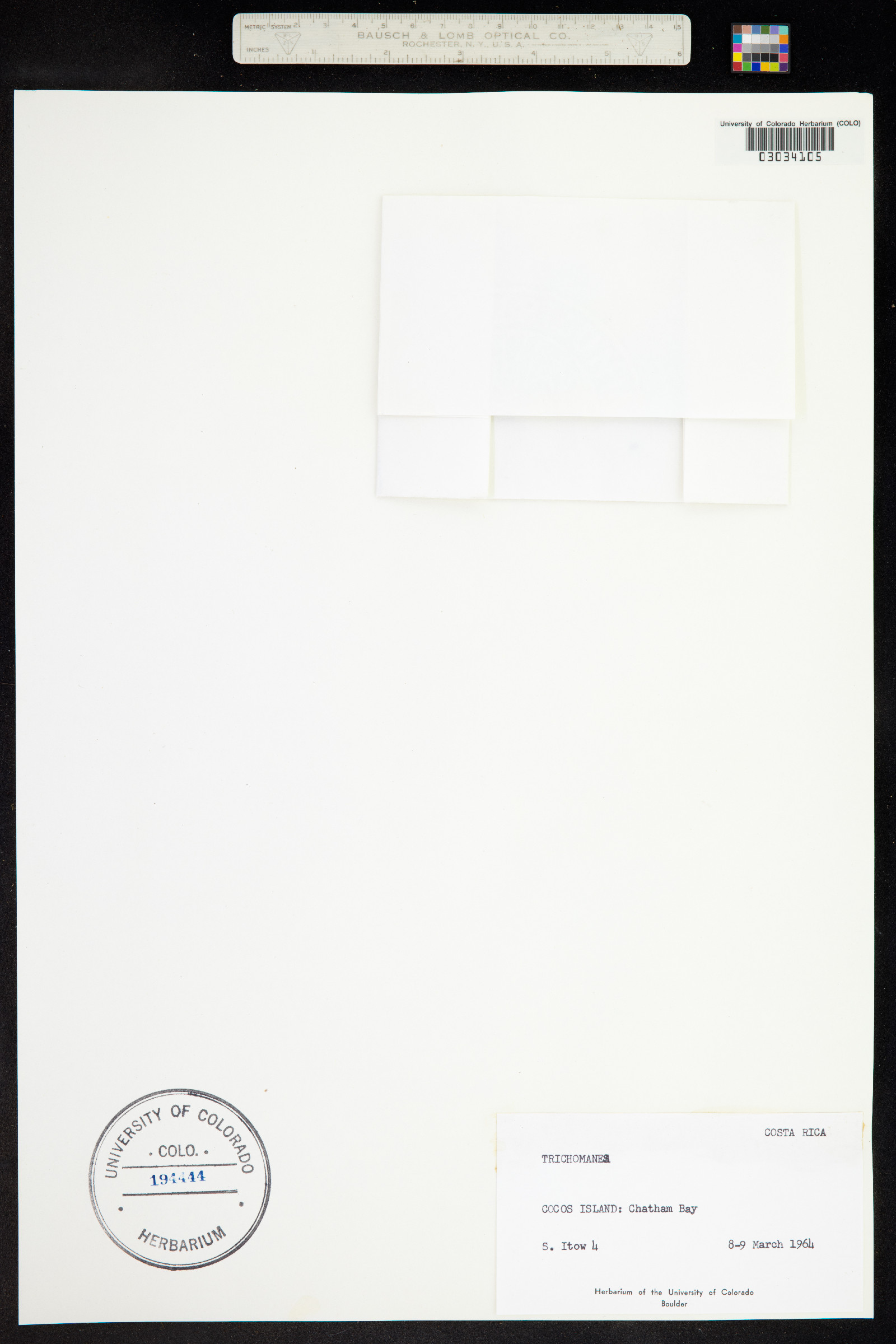 Trichomanes image