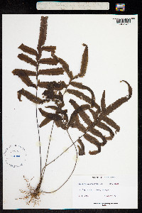 Image of Trichomanes pinnatum