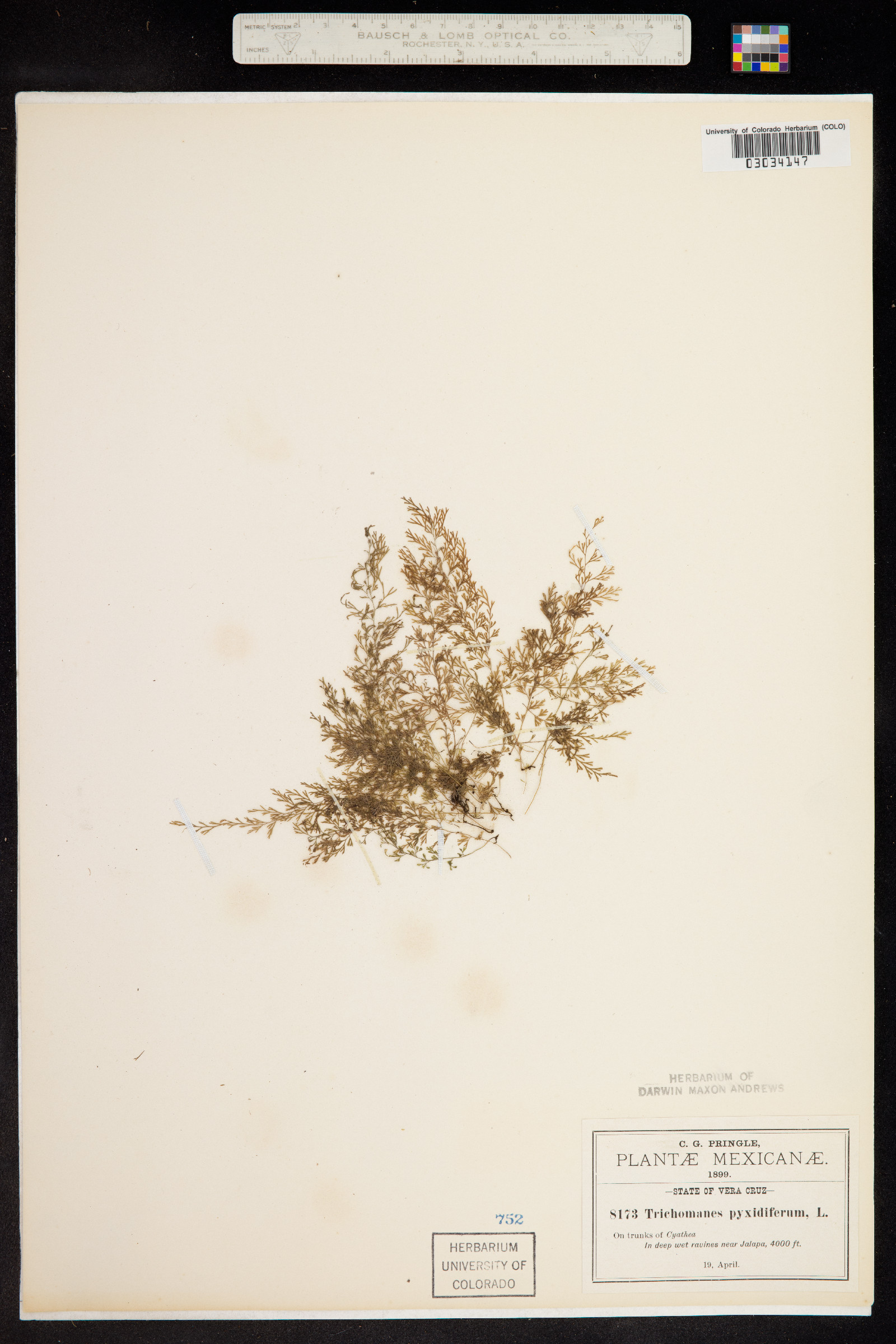 Trichomanes pyxidiferum image