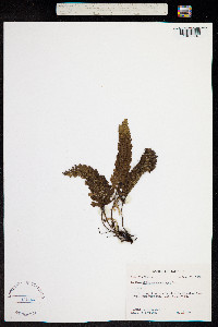 Image of Trichomanes crispum