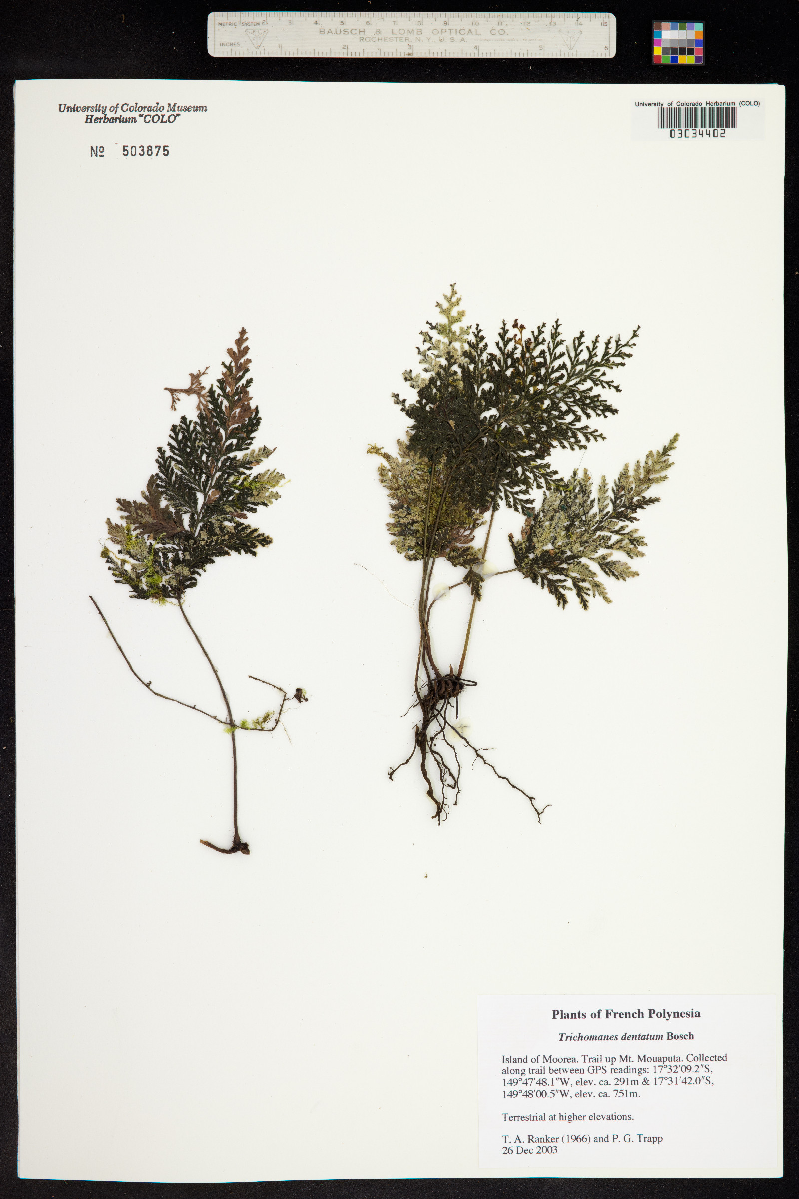 Trichomanes dentatum image
