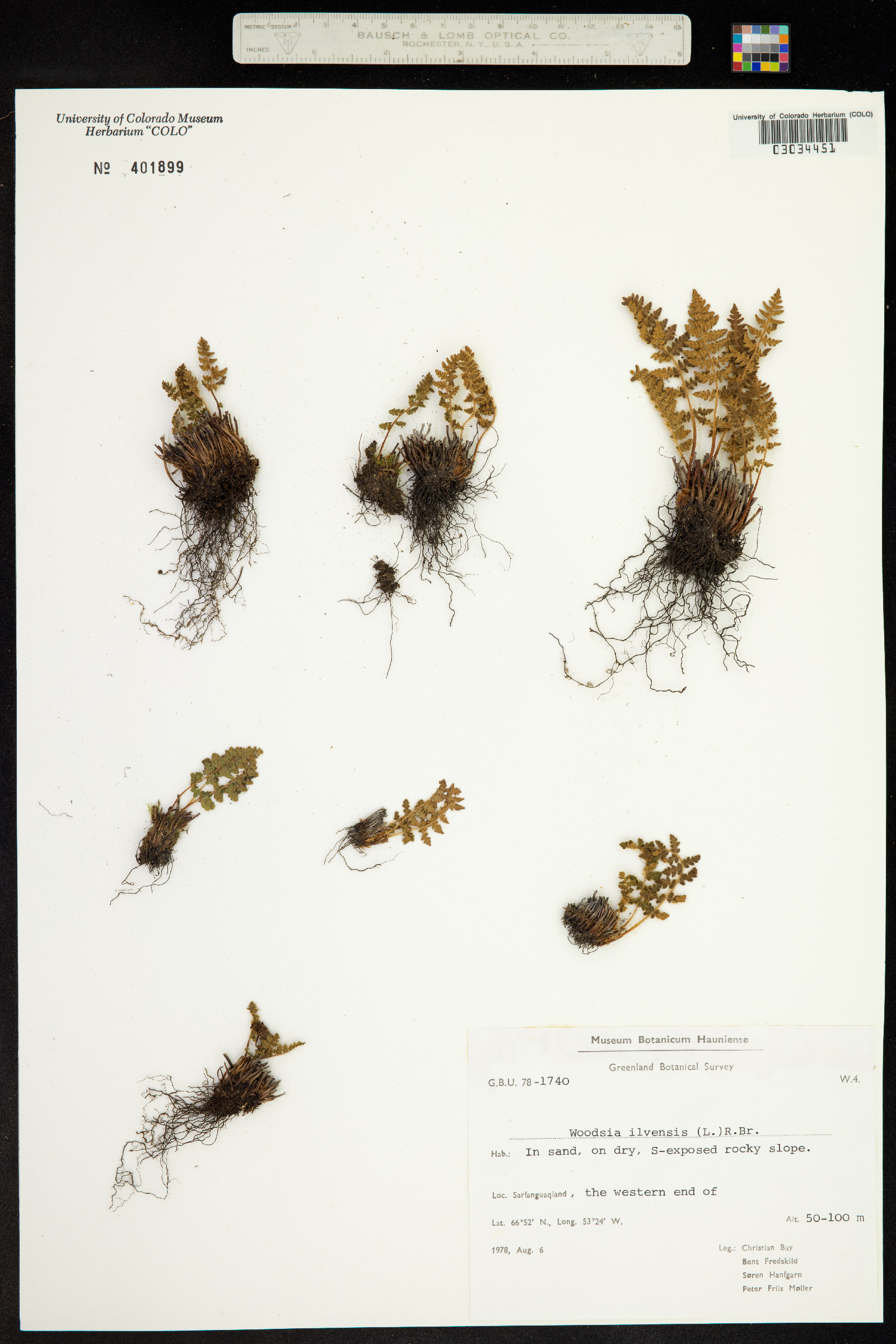 Woodsia ilvensis image