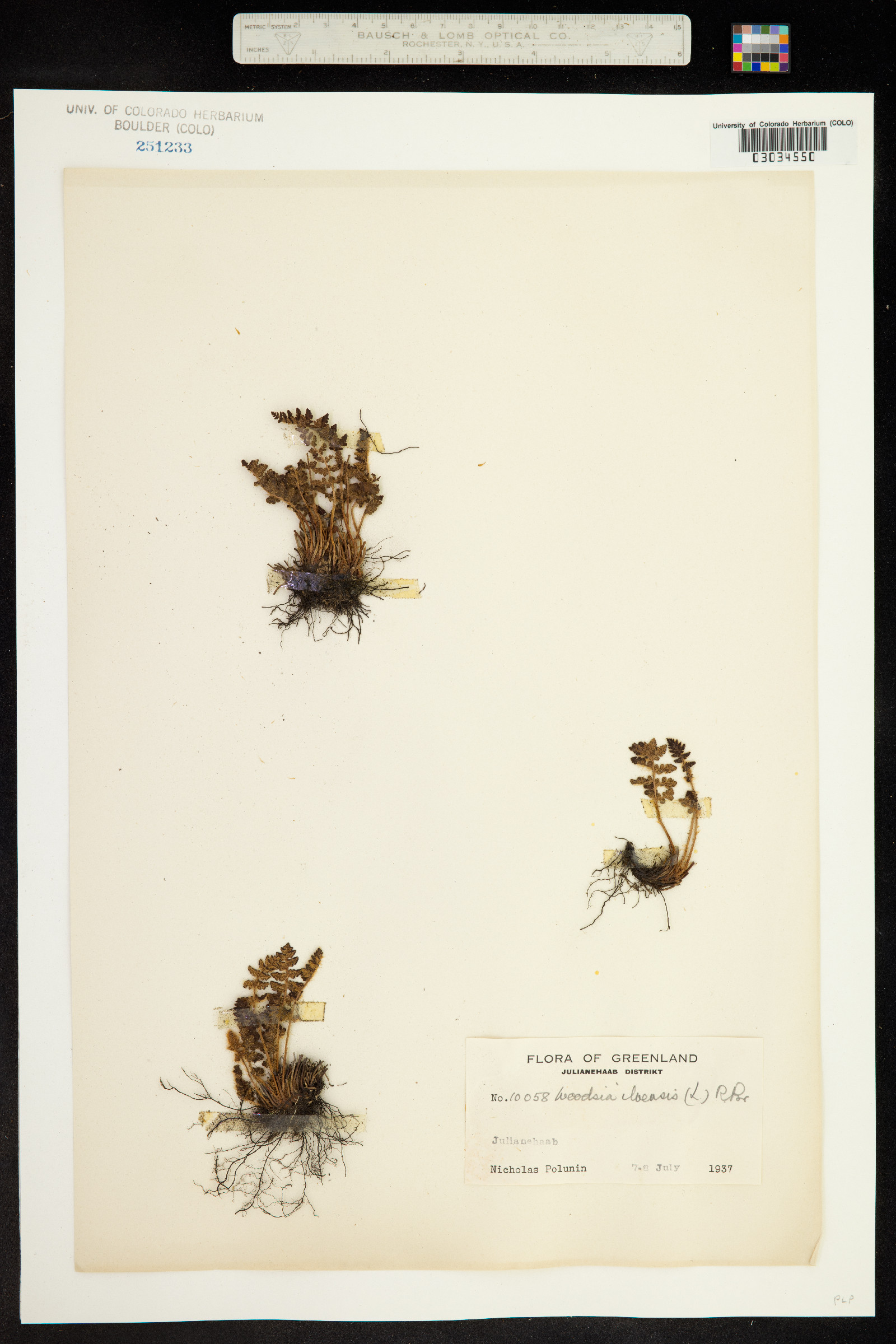 Woodsia ilvensis image