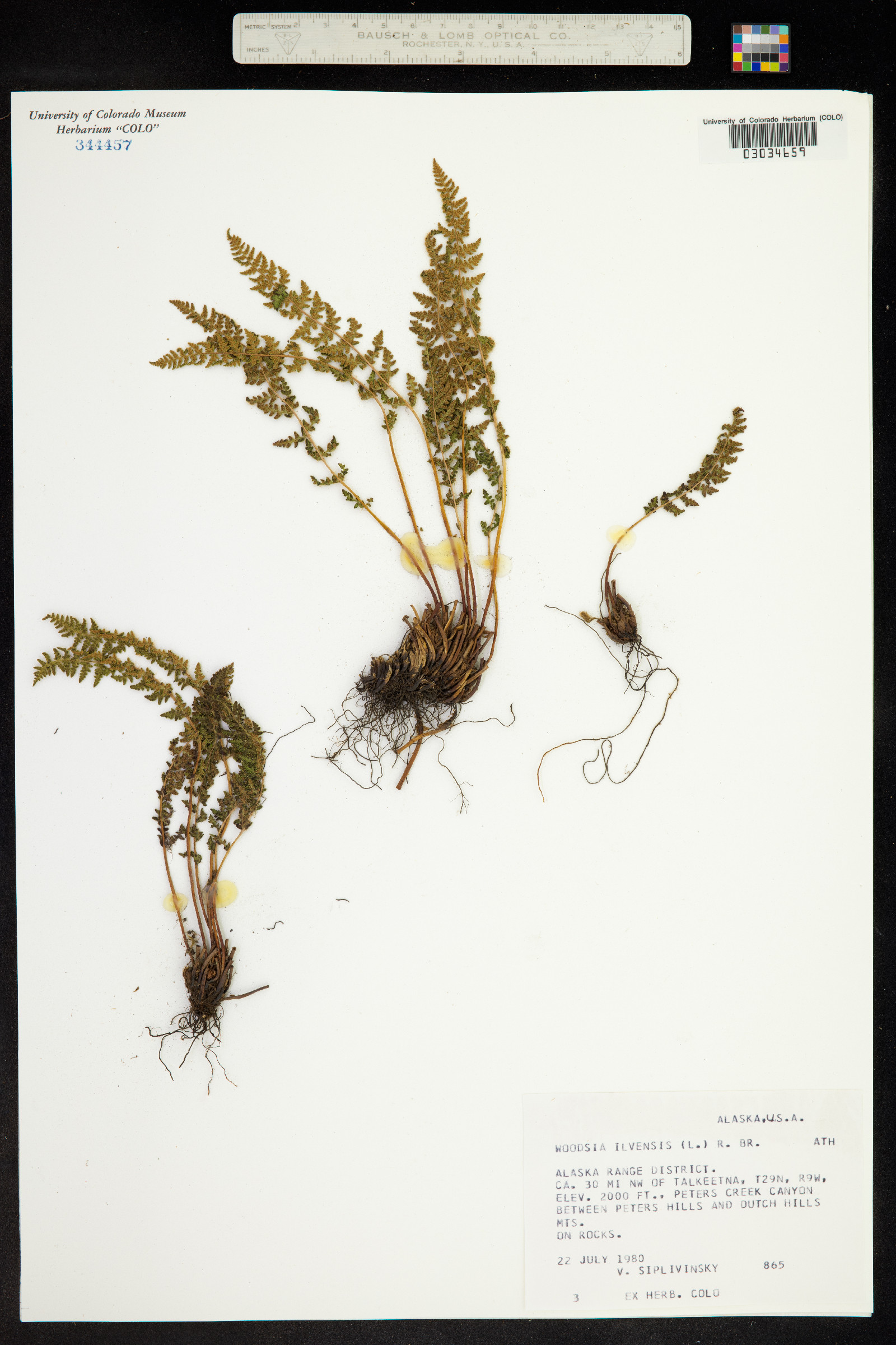 Woodsia ilvensis image