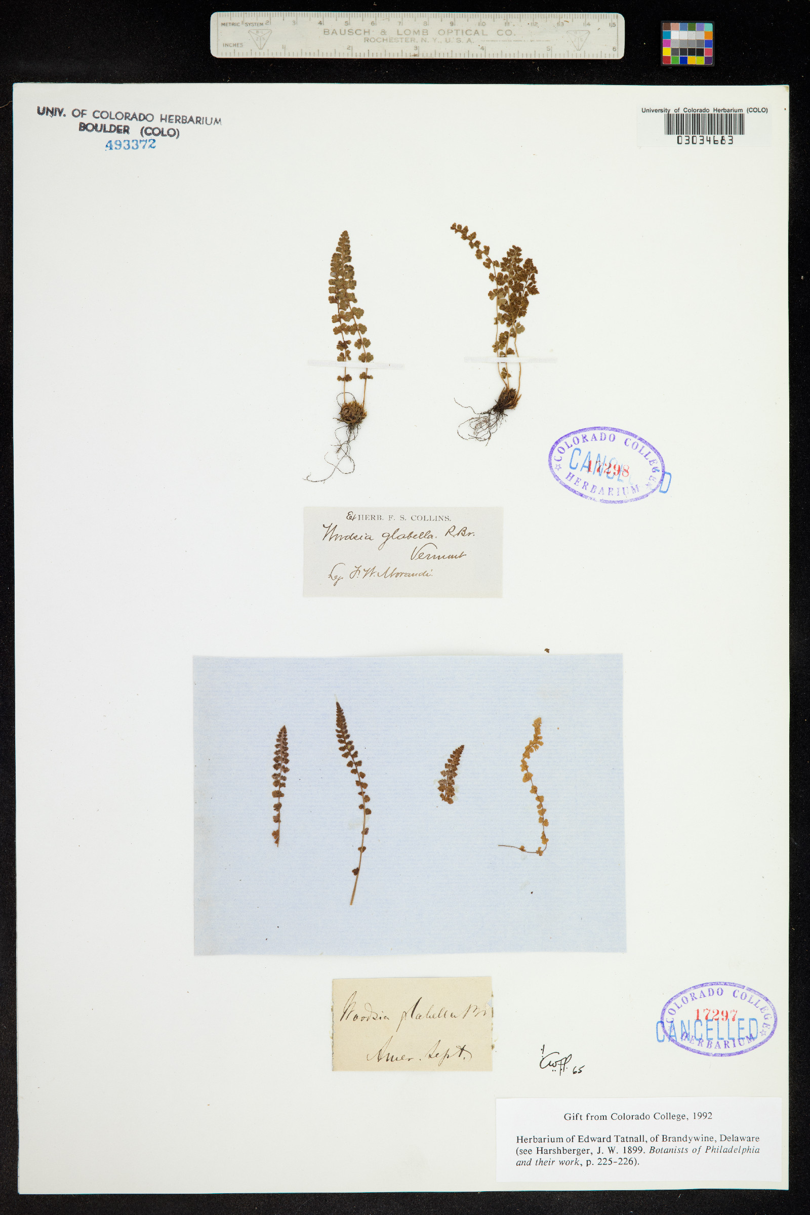Woodsia glabella image