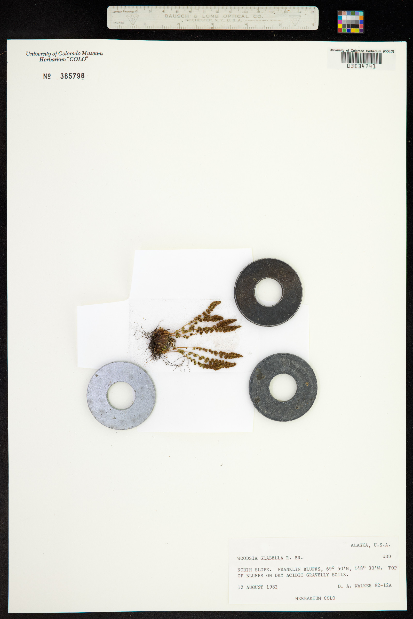 Woodsia glabella image