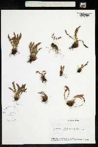 Image of Woodsia glabella