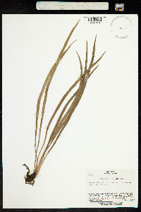 Vittaria flexuosa image