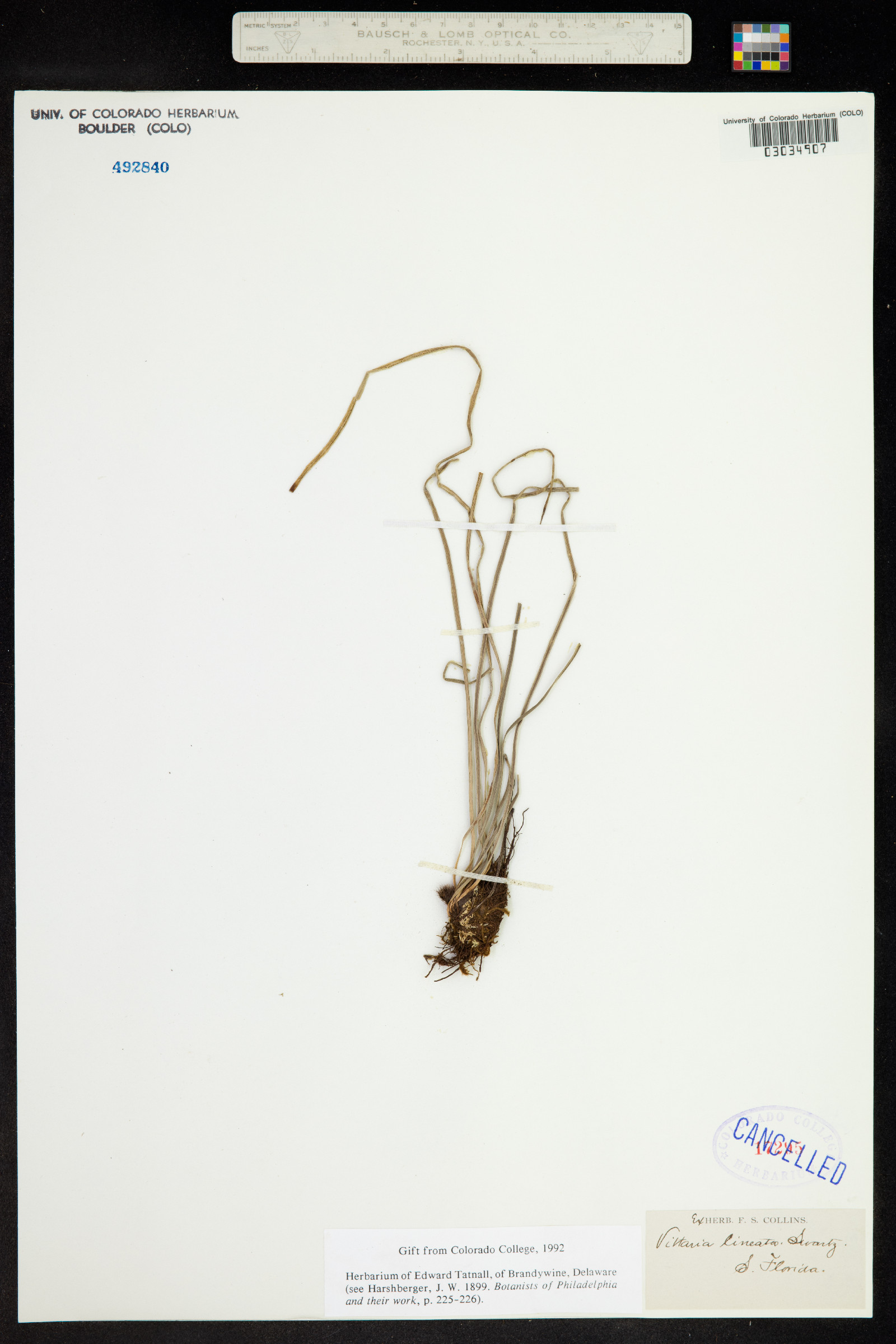 Vittaria lineata image