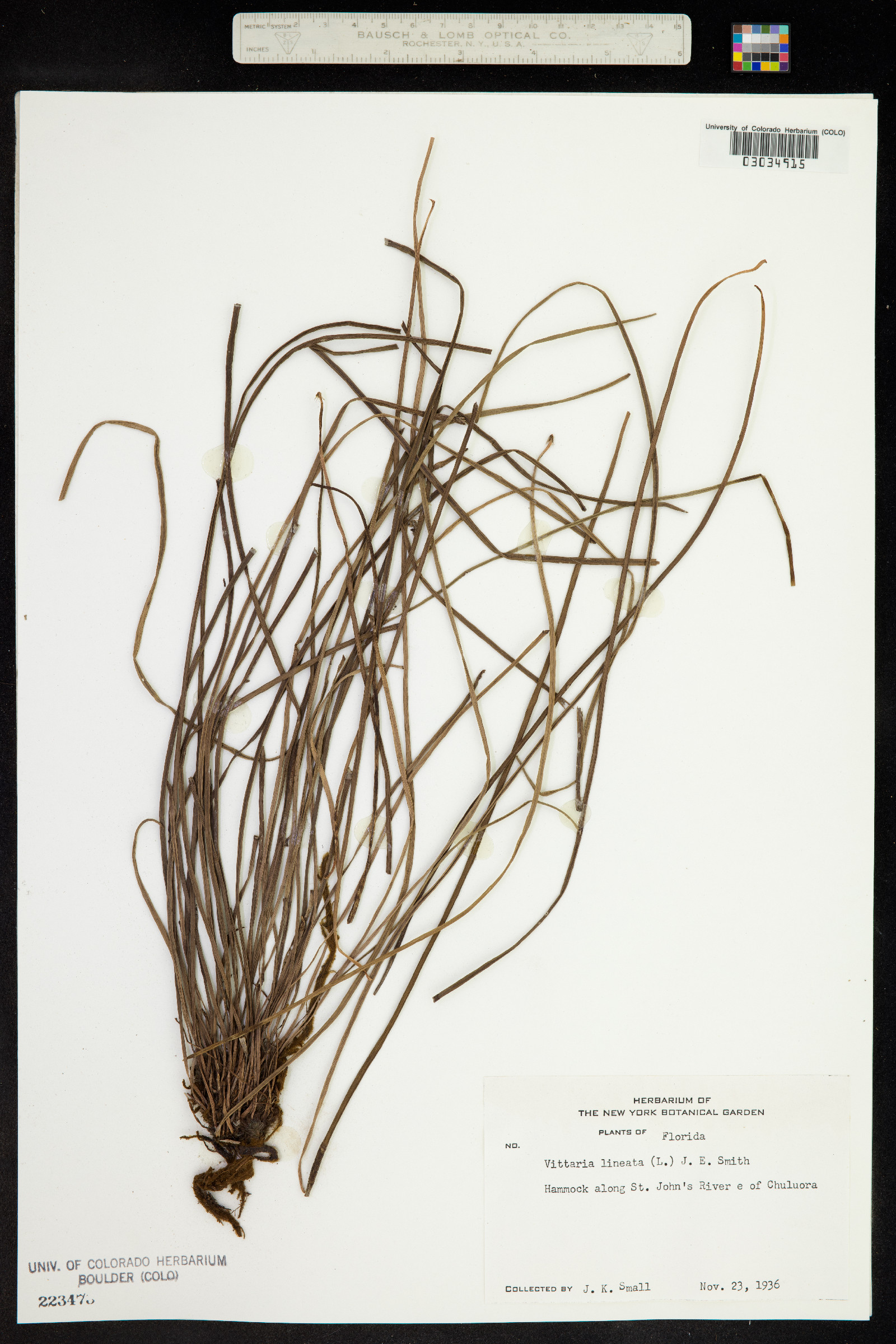 Vittaria lineata image