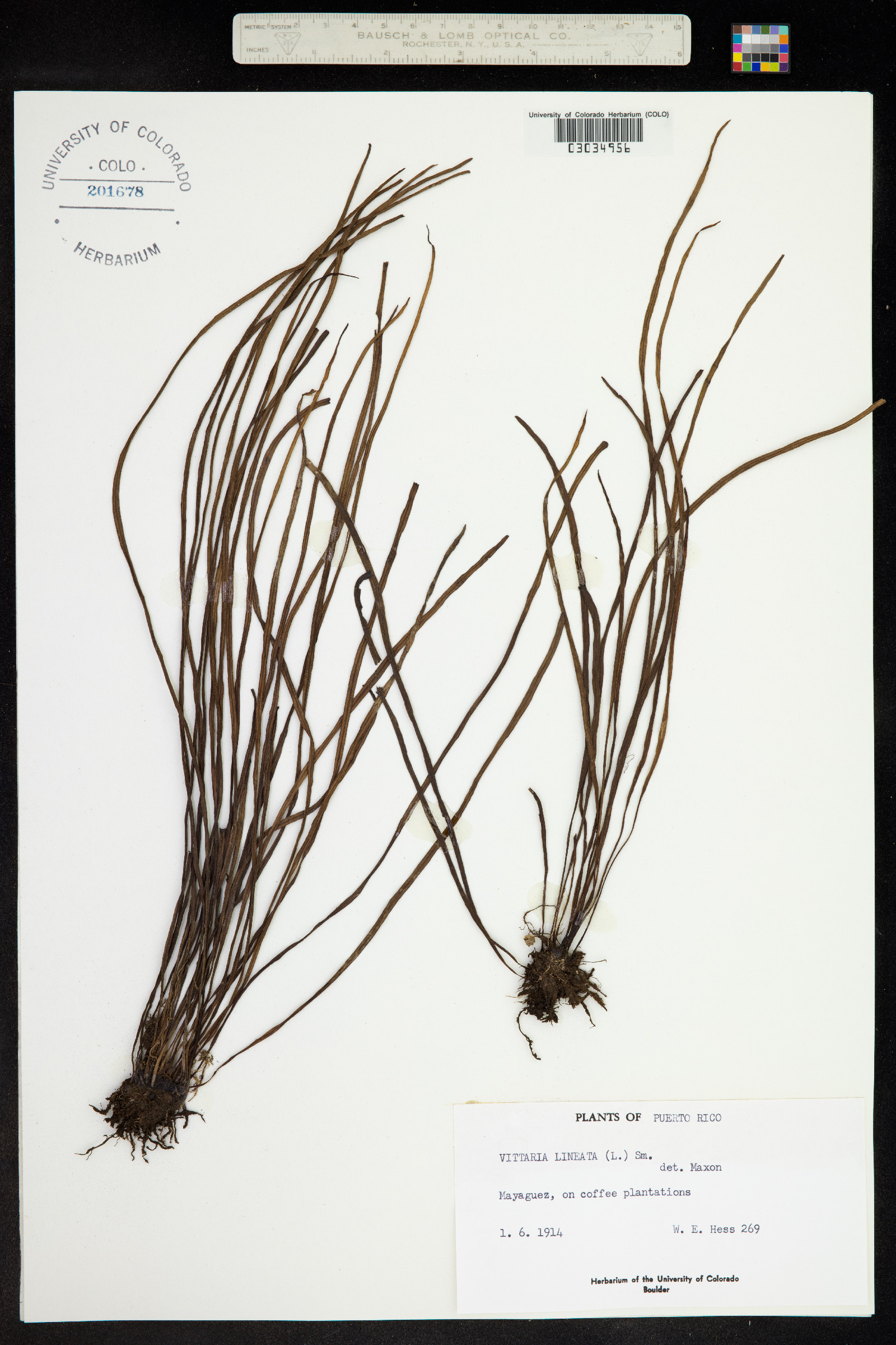 Vittaria lineata image