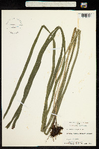 Image of Vittaria elongata