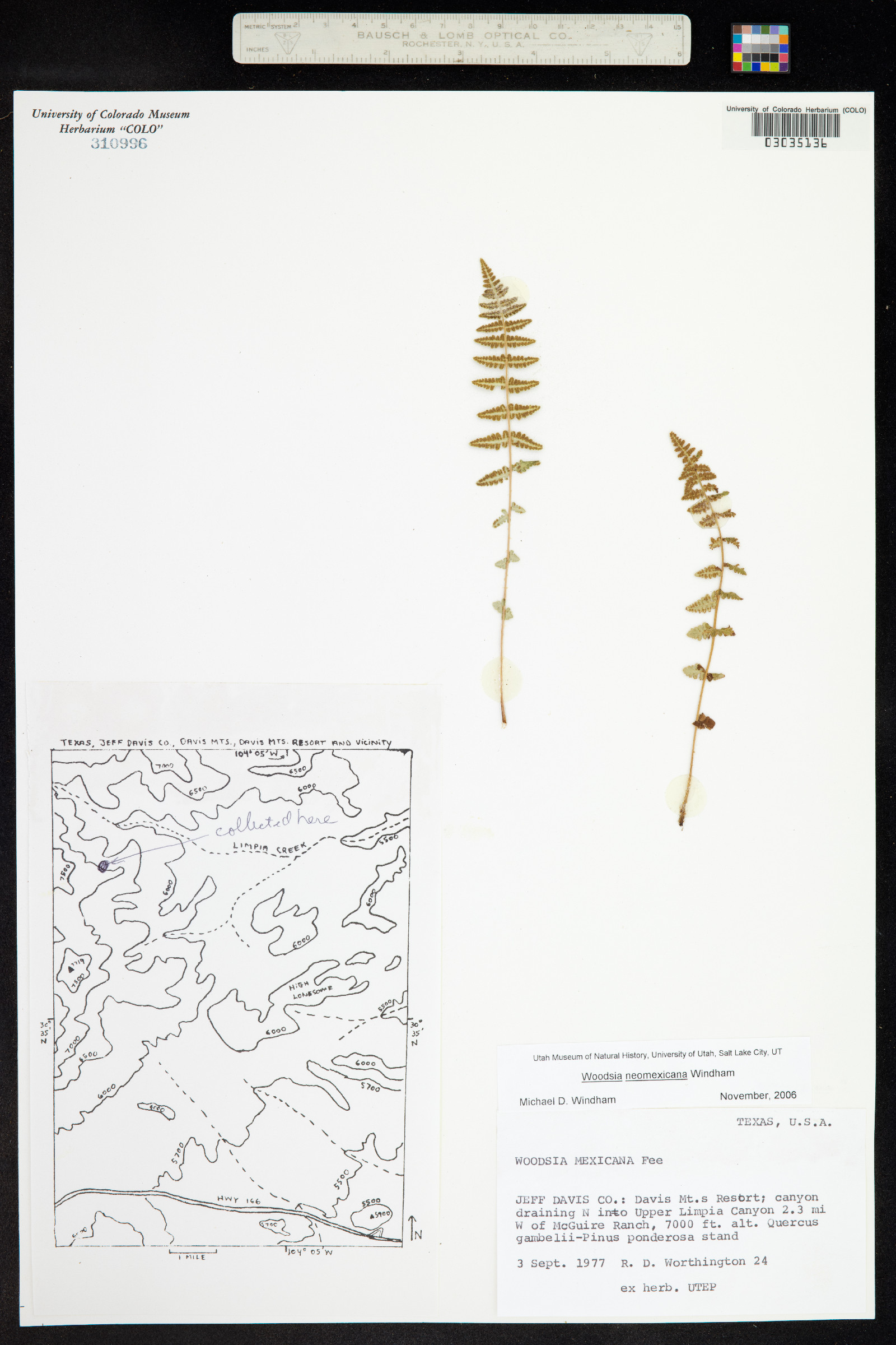 Woodsia neomexicana image