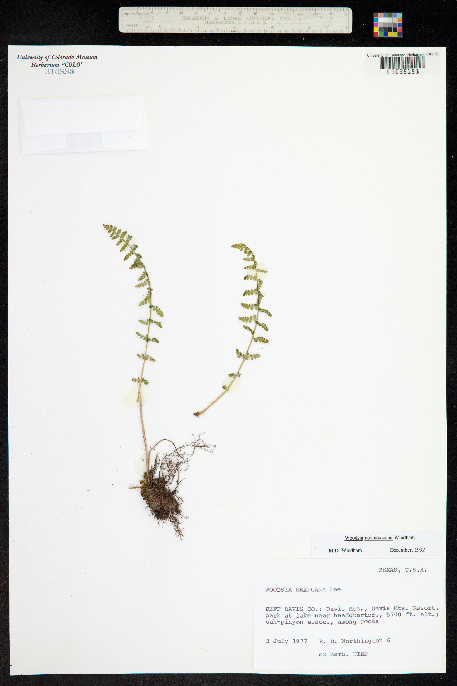 Woodsia neomexicana image