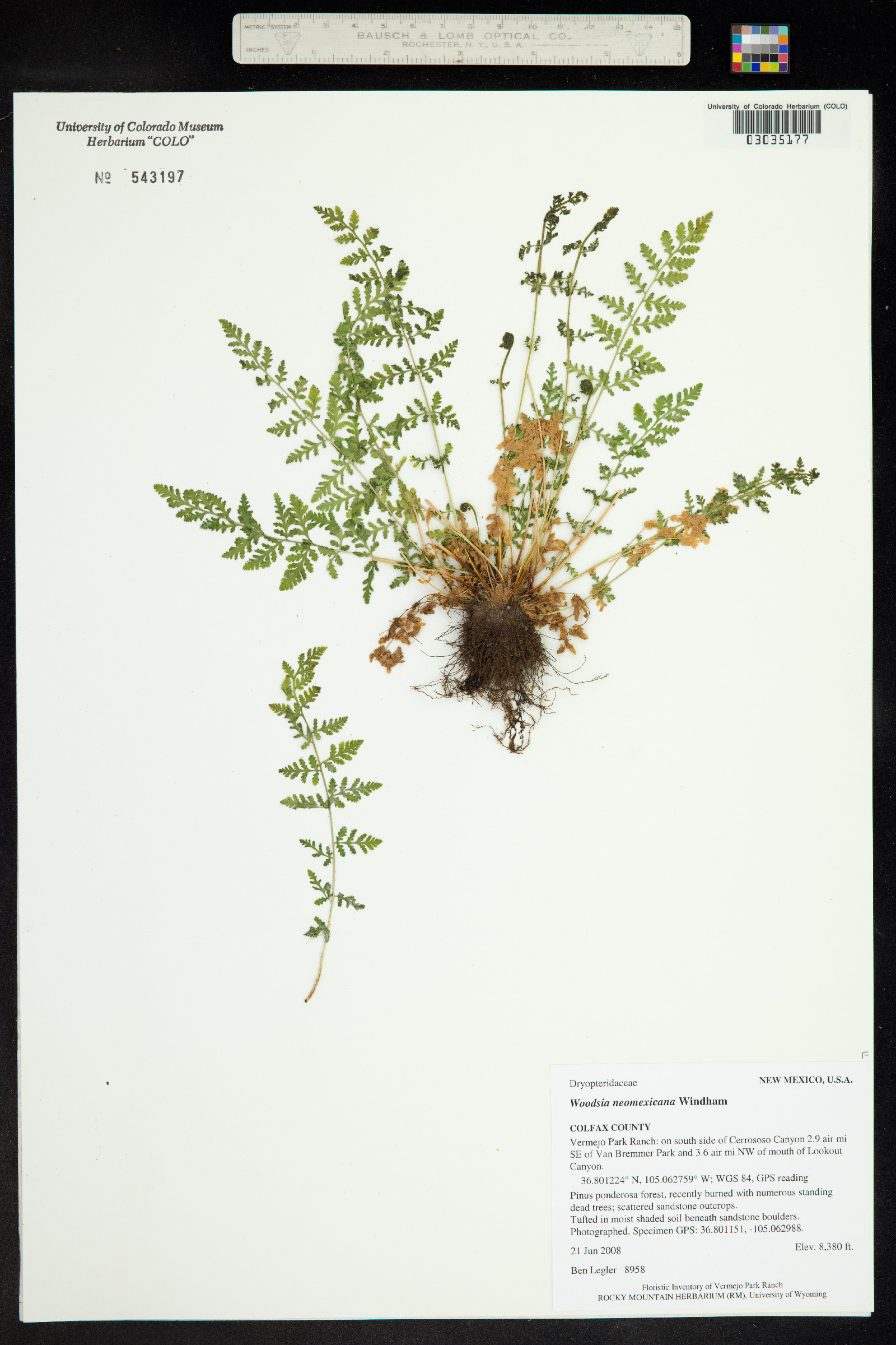 Woodsia neomexicana image