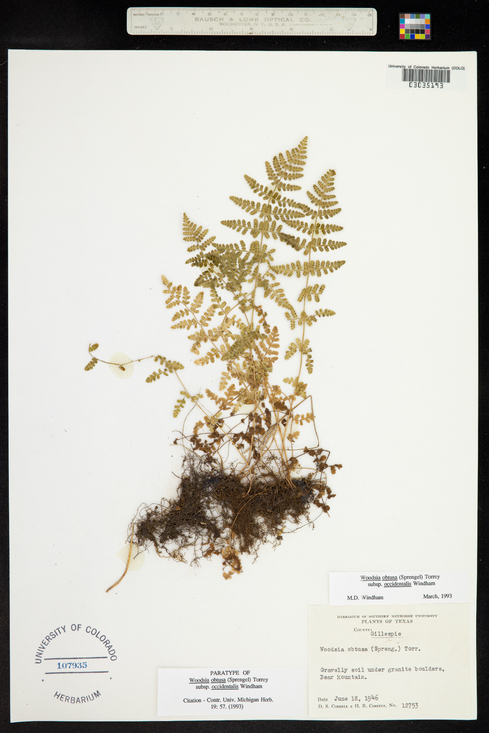 Woodsia obtusa image