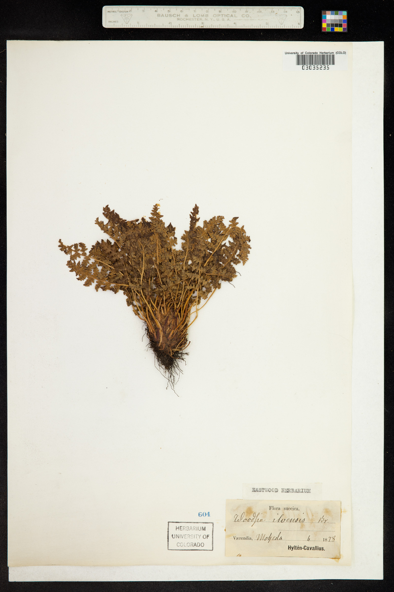 Woodsia ilvensis image