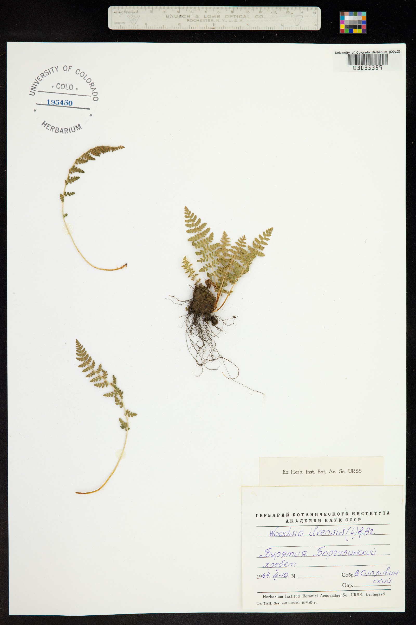 Woodsia ilvensis image