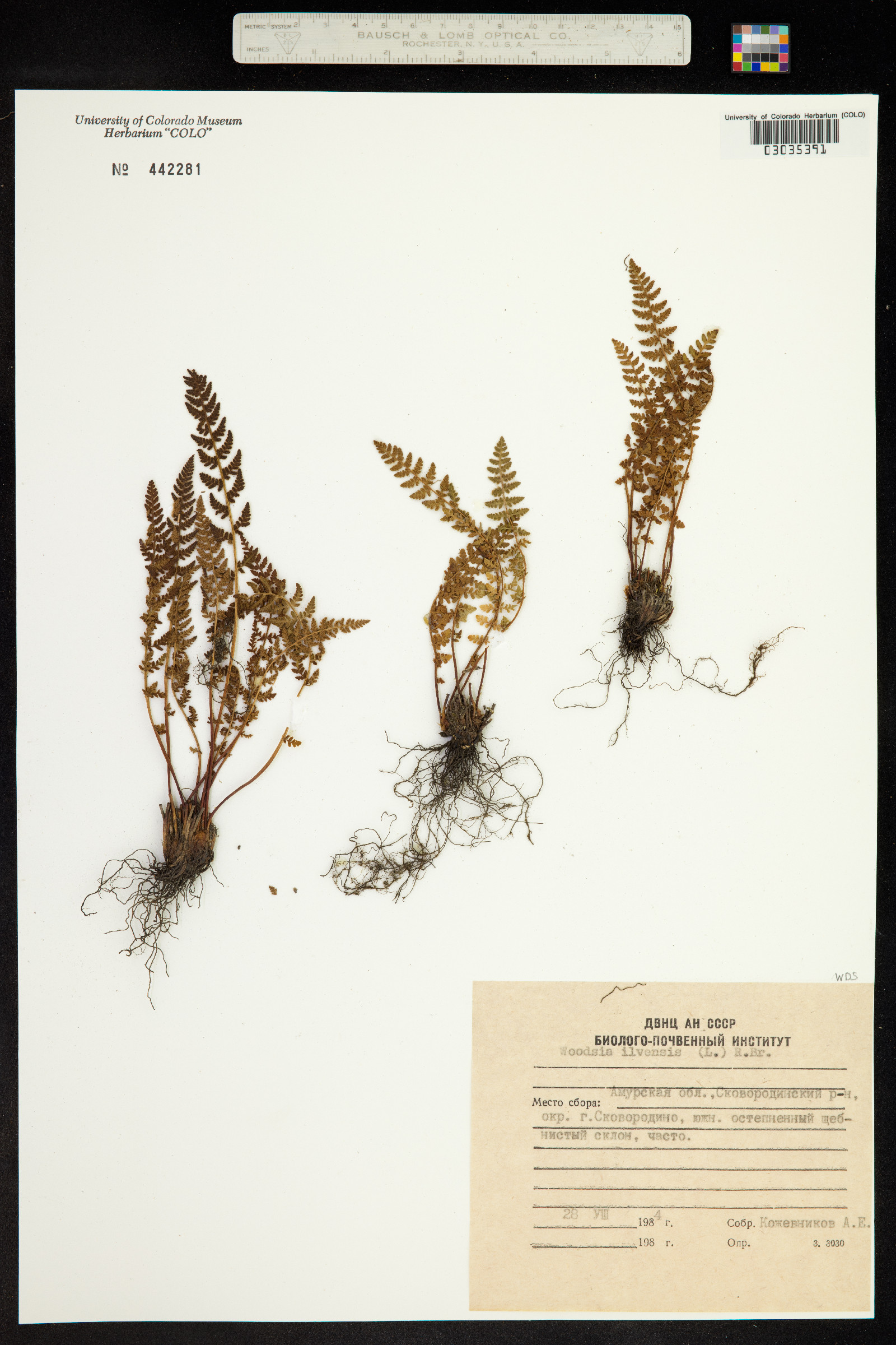 Woodsia ilvensis image