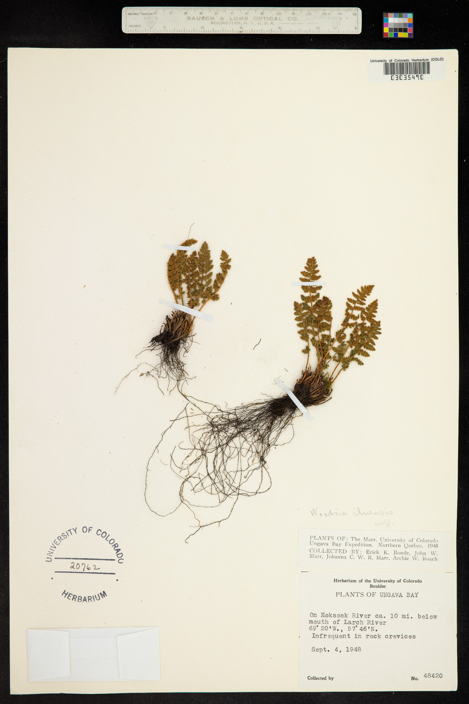 Woodsia ilvensis image