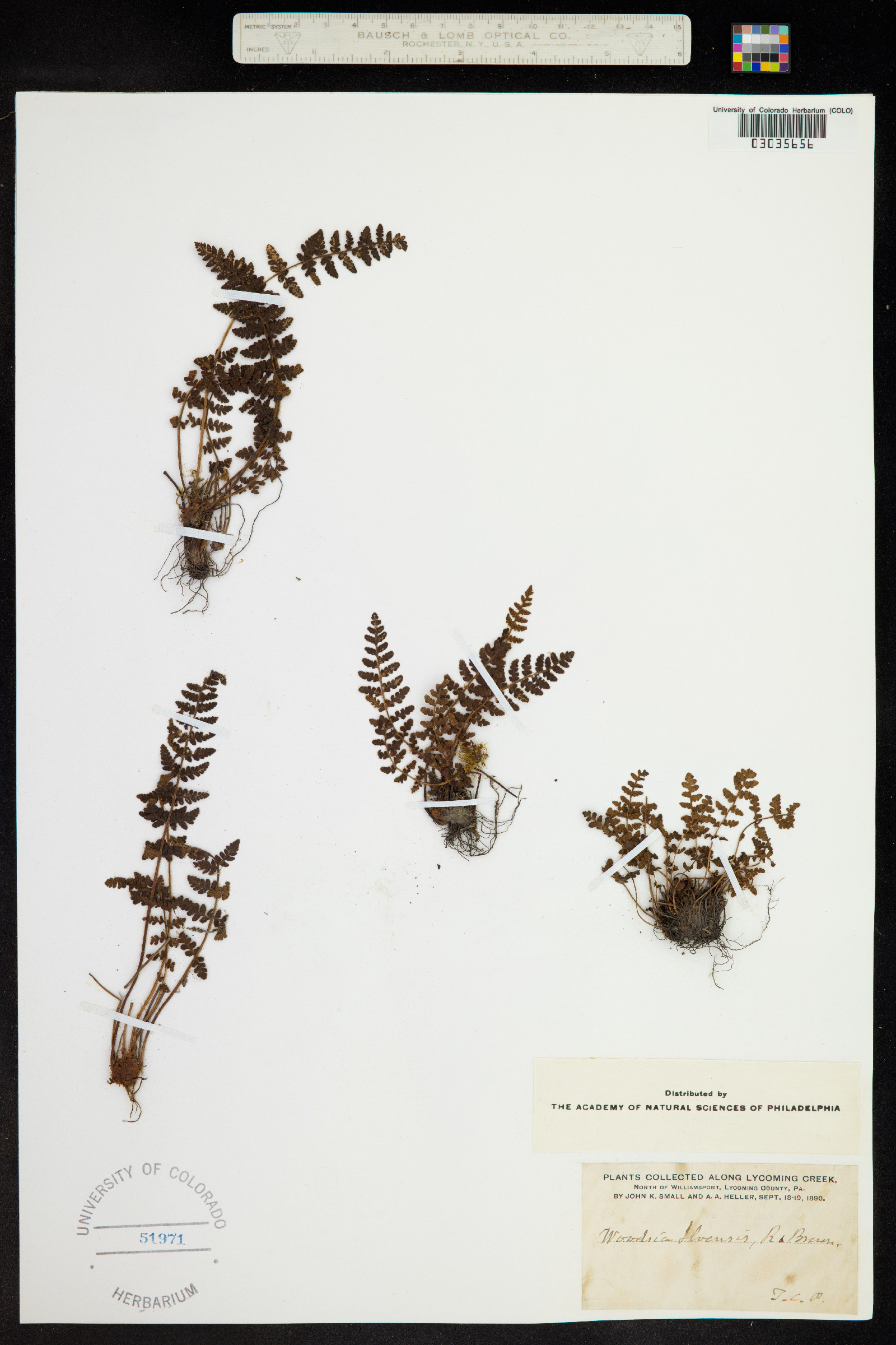 Woodsia ilvensis image