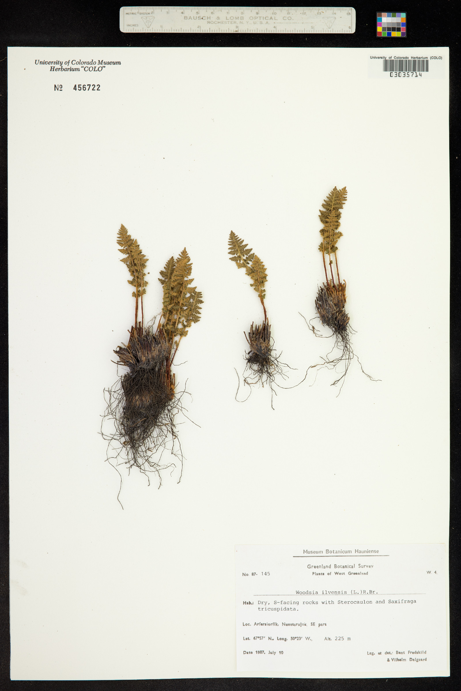 Woodsia ilvensis image