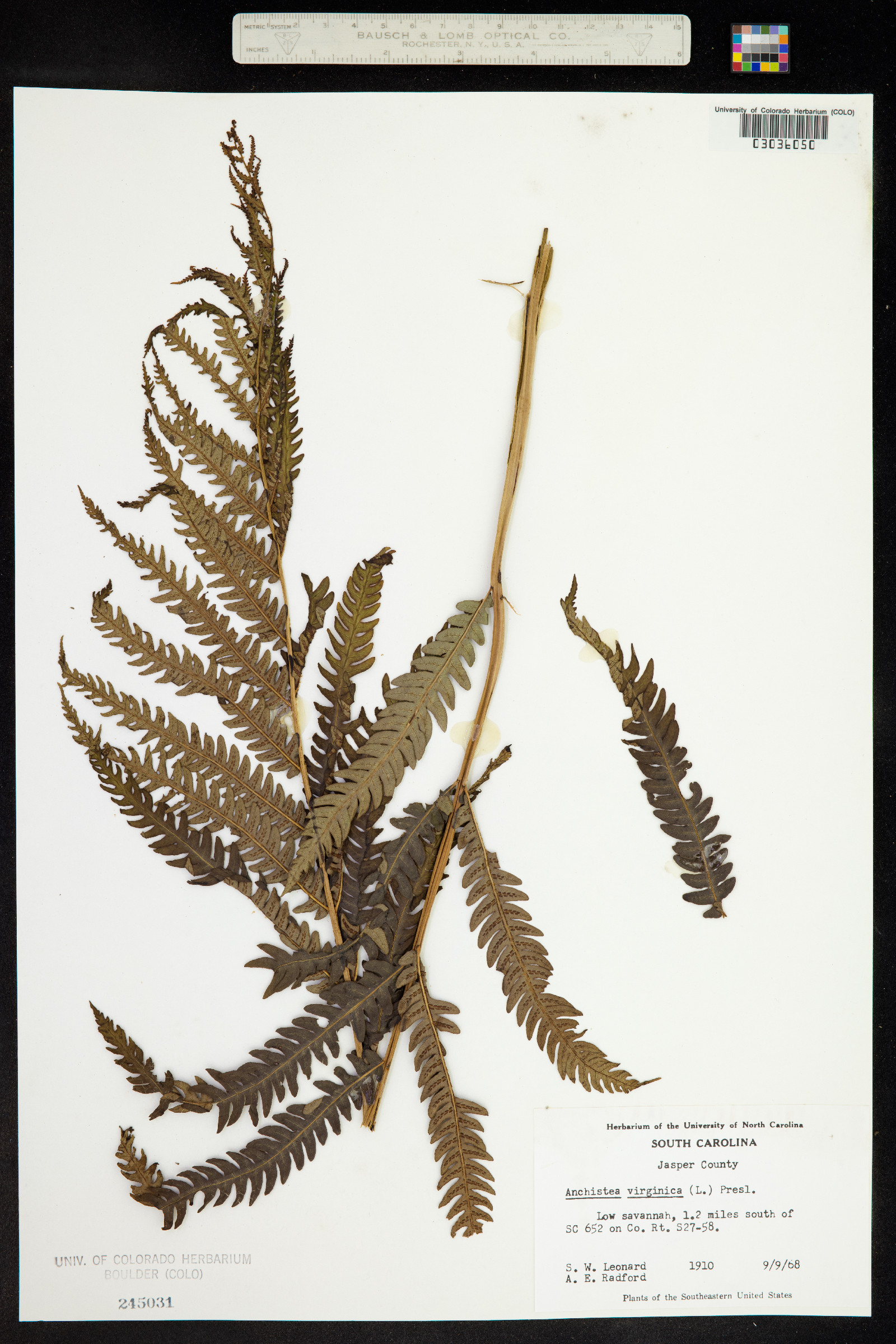 Woodwardia virginica image