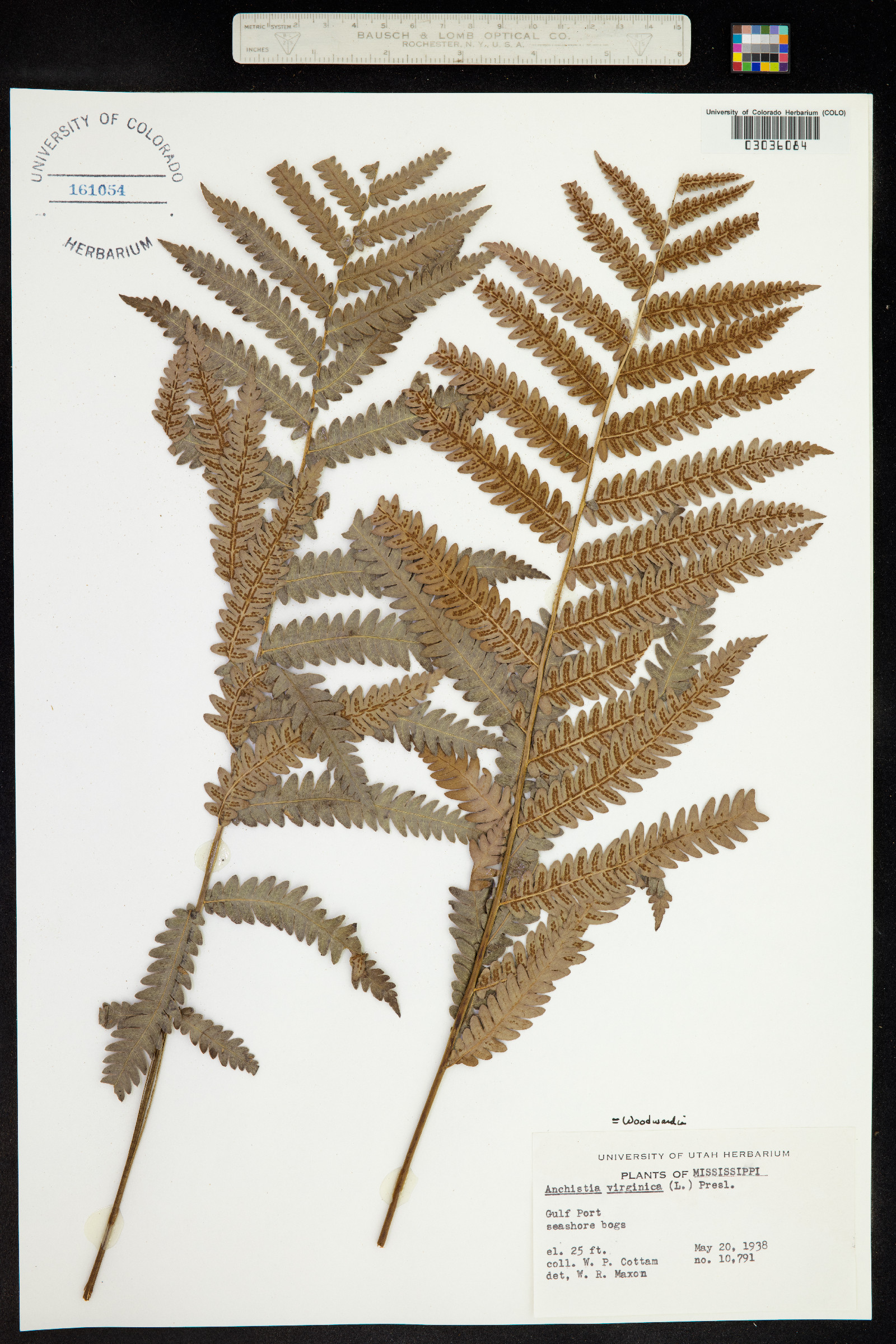 Woodwardia image